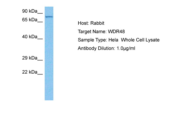 Western blot analysis using Ovalbumin antibody Cat.-No AM06143PU-N against Ovalbumin protein.