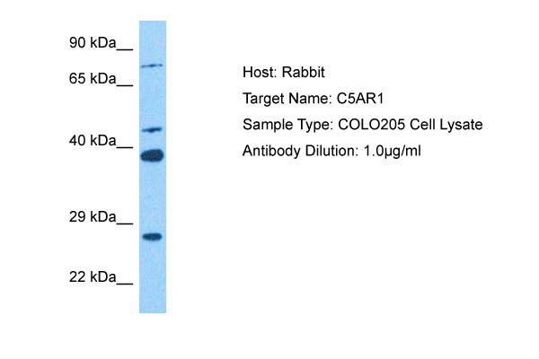 Host: Rabbit Target Name: C5AR1 Sample Tissue: COLO205 Whole Cell lysates Antibody Dilution: 1ug/ml
