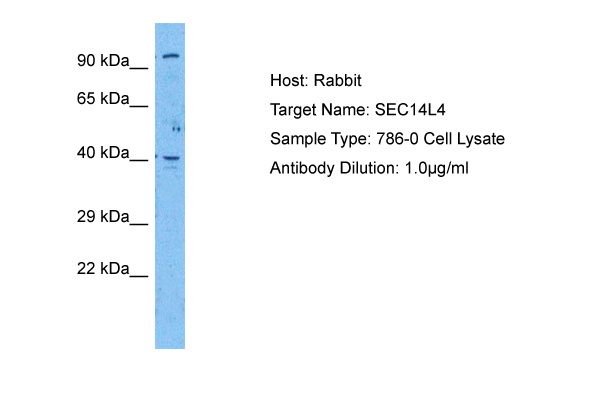 Host: Rabbit Target Name: SEC14L4 Sample Tissue: Human 786-0 Whole Cell Antibody Dilution: 1.0ug/ml