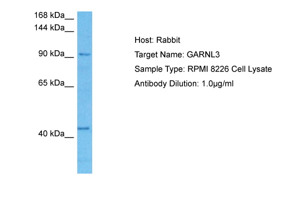 Host: Rabbit Target Name: GARNL3 Sample Tissue: Human RPMI 8226 Whole Cell lysates Antibody Dilution: 1ug/ml