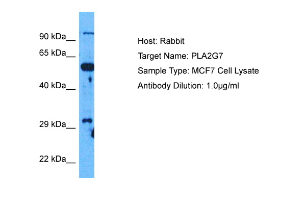 Host: Rabbit Target Name: PLA2G7 Sample Tissue: Human MCF7 Whole Cell Antibody Dilution: 1.0ug/ml