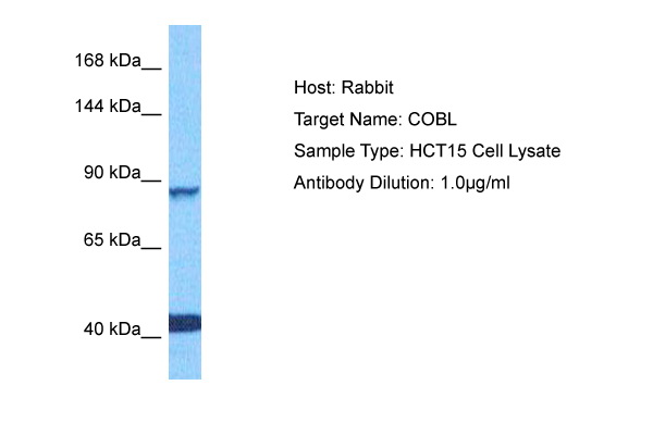 Host: Rabbit Target Name: COBL Sample Tissue: Human HCT116 Whole Cell lysates Antibody Dilution: 1ug/ml