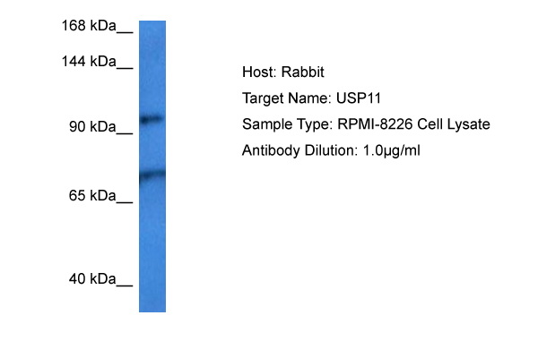 Host: Rabbit Target Name: USP11 Sample Tissue: Human RPMI 8226 Whole Cell lysates Antibody Dilution: 1ug/ml