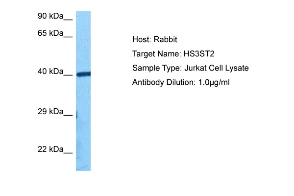 Host: Rabbit Target Name: HS3ST2 Sample Tissue: Jurkat Whole Cell lysates Antibody Dilution: 1.0ug/ml