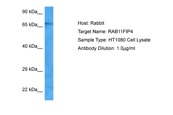 Host: Rabbit Target Name: RAB11FIP4 Sample Tissue: HT1080 Whole Cell lysates Antibody Dilution: 1.0ug/ml