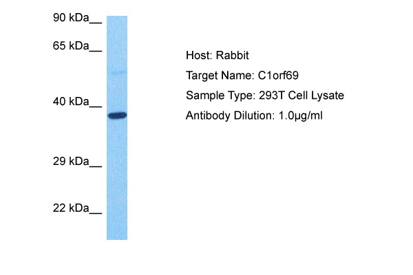 Host: Rabbit Target Name: C1ORF69 Sample Tissue: Human 293T Whole Cell lysates Antibody Dilution: 1ug/ml