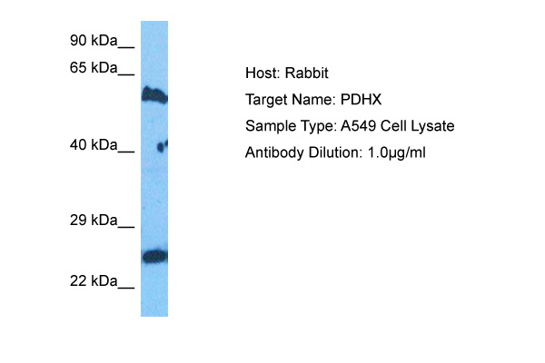 Host: Rabbit Target Name: PDHX Sample Tissue: Human A549 Whole cell lysates Antibody Dilution: 1ug/ml