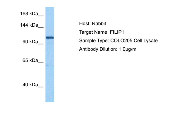 Host: Rabbit Target Name: FILIP1 Sample Tissue: Human COLO205 Whole Cell lysates Antibody Dilution: 1ug/ml