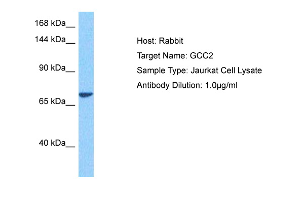 Host: Rabbit Target Name: GCC2 Sample Tissue: Human Jaurkat Whole Cell lysates Antibody Dilution: 1ug/ml