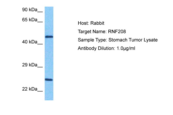 Western blot analysis using FOXD3 antibody Cat.-No AM06554SU-N b against NTERA-2 (1), HUVE-12 (2), HEK293 (3), Hela (4), Jurkat (5), K562 (6), RAW264.7 (7), NIH/3T3 (8), and COS7 (9) cell lysate.