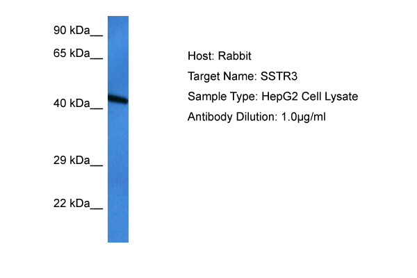 Host: Rabbit Target Name: SSTR3 Sample Tissue: Human HepG2 Whole Cell lysates Antibody Dilution: 1ug/ml
