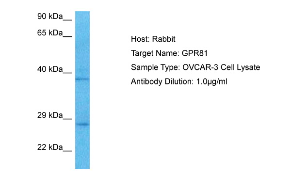 Western blot analysis using ACTA2 mouse mAb against Hela (1), A431 (2), Jurkat (3), K562 (4), HEK293 (5), HepG2 (6), NIH/3T3 (7), PC-12 (8) and Cos7 (9) cell lysate.