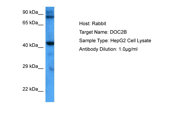 Host: Rabbit Target Name: DOC2B Sample Tissue: Human HepG2 Whole Cell lysates Antibody Dilution: 1ug/ml