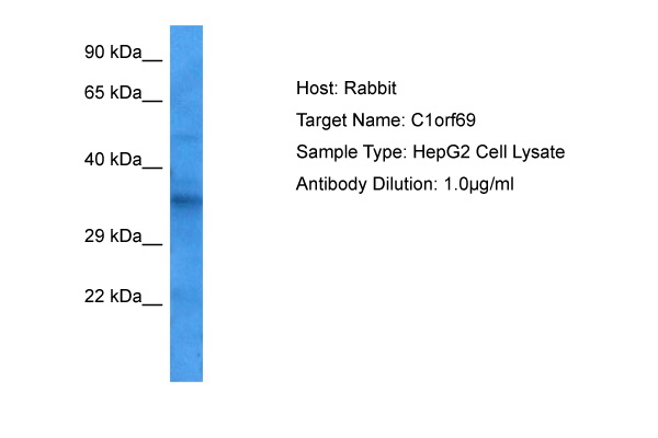 Host: Rabbit Target Name: C1ORF69 Sample Tissue: Human HepG2 Whole Cell lysates Antibody Dilution: 1ug/ml