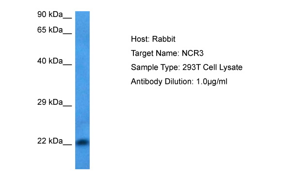 Host: Rabbit Target Name: NCR3 Sample Tissue: Human 293T Whole Cell lysates Antibody Dilution: 1ug/ml