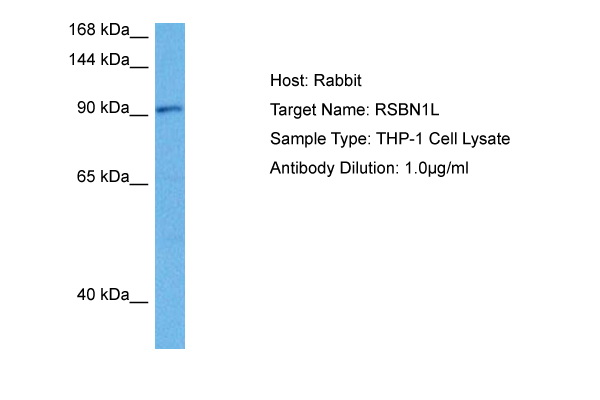 Host: Rabbit Target Name: RSBN1L Sample Tissue: Human THP-1 Whole Cell lysates Antibody Dilution: 1ug/ml