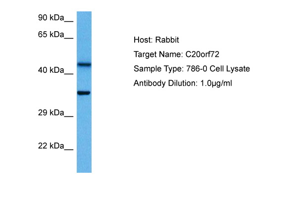 Host: Rabbit Target Name: C20ORF72 Sample Tissue: Human 786-0 Whole Cell lysates Antibody Dilution: 1ug/ml
