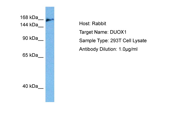 Host: Rabbit Target Name: DUOX1 Sample Tissue: Human 293T Whole Cell lysates Antibody Dilution: 1ug/ml