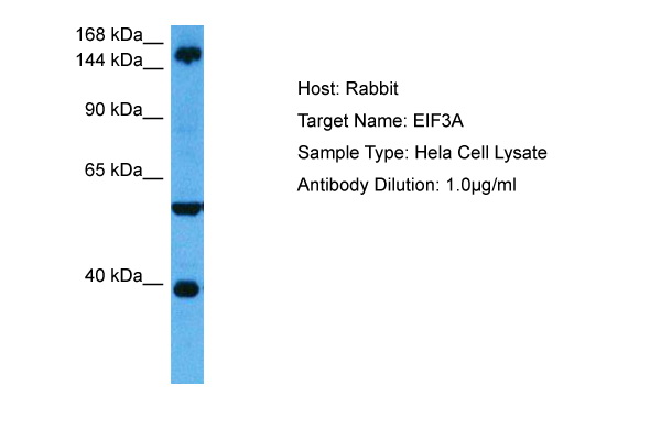 Host: Rabbit Target Name: EIF3A Sample Tissue: Human Hela Whole Cell lysates Antibody Dilution: 1ug/ml