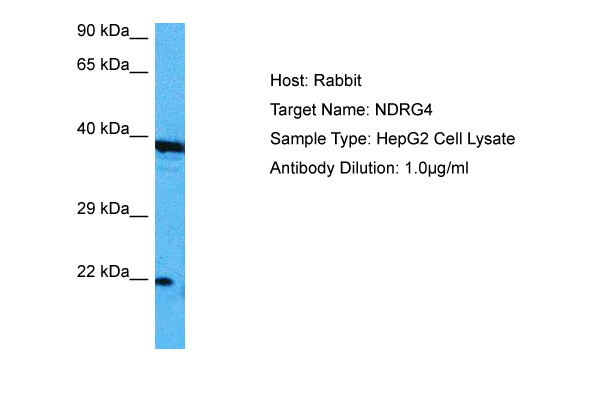 Host: Rabbit Target Name: NDRG4 Sample Tissue: Human HepG2 Whole Cell lysates Antibody Dilution: 1ug/ml