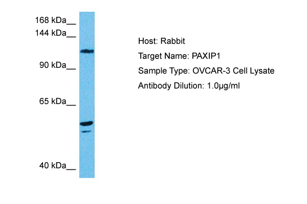 Host: Rabbit Target Name: PAXIP1 Sample Tissue: Human OVCAR-3 Whole Cell lysates Antibody Dilution: 1ug/ml