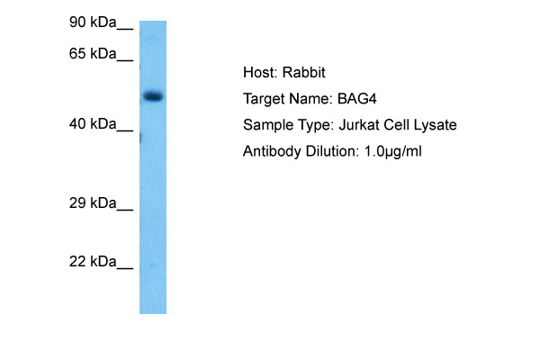 Host: Rabbit Target Name: BAG4 Sample Tissue: Human Jurkat Whole Cell lysates Antibody Dilution: 1ug/ml