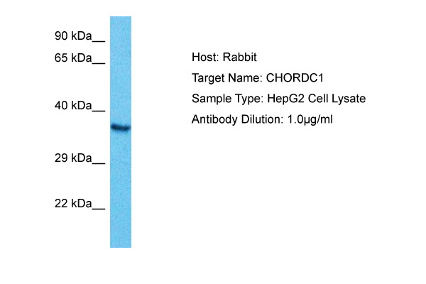 Host: Rabbit Target Name: CHORDC1 Sample Tissue: Human HepG2 Whole Cell lysates Antibody Dilution: 1ug/ml