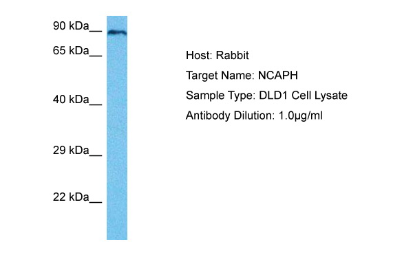 Host: Rabbit Target Name: NCAPH Sample Tissue: Human DLD1 Whole Cell lysates Antibody Dilution: 1ug/ml
