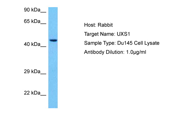 Host: Rabbit Target Name: UXS1 Sample Tissue: Human Du145 Whole Cell lysates Antibody Dilution: 1ug/ml