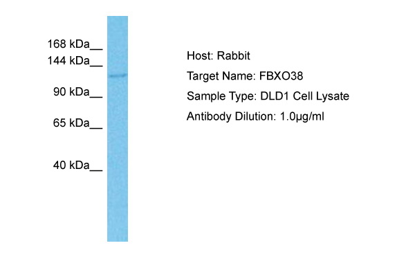 Host: Rabbit Target Name: FBXO38 Sample Tissue: Human DLD1 Whole Cell lysates Antibody Dilution: 1ug/ml