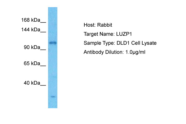 Host: Rabbit Target Name: LUZP1 Sample Tissue: Human DLD1 Whole Cell lysates Antibody Dilution: 1ug/ml