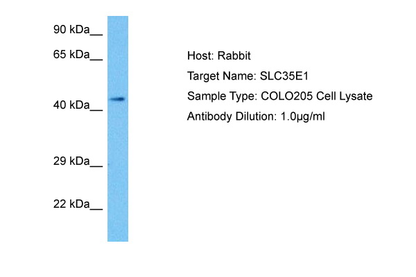 Host: Rabbit Target Name: SLC35E1 Sample Tissue: Human COLO205 Whole Cell lysates Antibody Dilution: 1ug/ml
