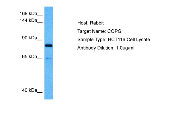 Host: Rabbit Target Name: COPG Sample Tissue: Human HCT116 Whole Cell lysates Antibody Dilution: 1ug/ml