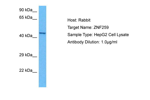 Host: Rabbit Target Name: ZNF259 Sample Tissue: Human HepG2 Whole Cell lysates Antibody Dilution: 1ug/ml