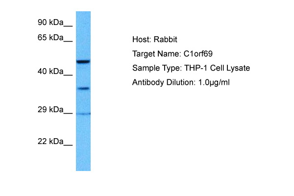 Host: Rabbit Target Name: C1ORF69 Sample Tissue: Human THP-1 Whole Cell lysates Antibody Dilution: 1ug/ml