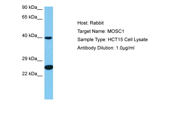 Host: Rabbit Target Name: MOSC1 Sample Tissue: Human HCT15 Whole Cell lysates Antibody Dilution: 1ug/ml