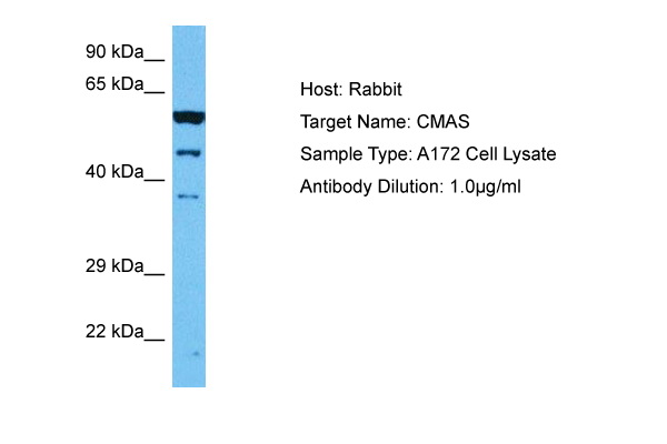 Western blot analysis of TLR8 in cell lysates from 293 transfected with human TLR8 using antibody at a concentration of 2 ug/ml.