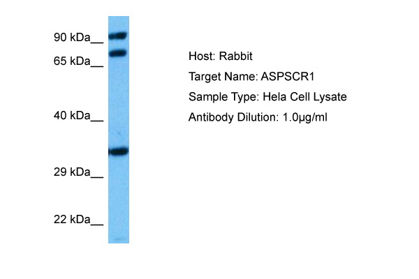 Host: Rabbit Target Name: ASPSCR1 Sample Tissue: Human Hela Whole Cell lysates Antibody Dilution: 1ug/ml
