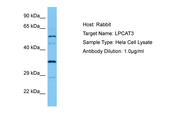Host: Rabbit Target Name: LPCAT3 Sample Tissue: Human Hela Whole Cell lysates Antibody Dilution: 1ug/ml
