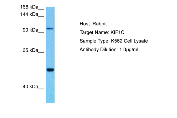 Host: Rabbit Target Name: KIF1C Sample Tissue: Human K562 Whole Cell lysates Antibody Dilution: 1ug/ml