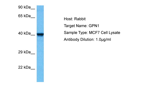 Host: Rabbit Target Name: GPN1 Sample Tissue: Human MCF7 Whole Cell lysates Antibody Dilution: 1ug/ml
