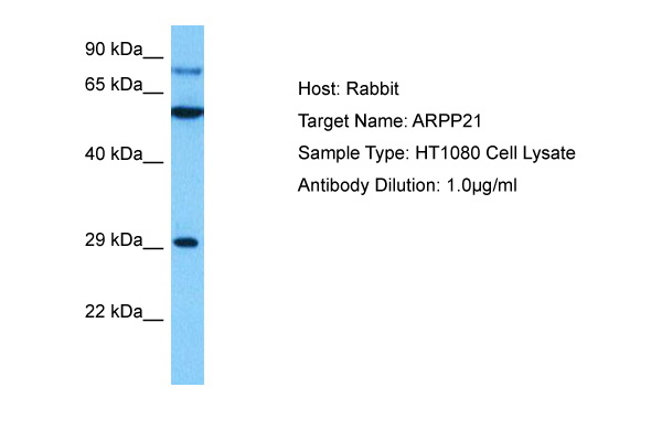 Host: Rabbit Target Name: ARPP21 Sample Tissue: Human HT1080 Whole Cell lysates Antibody Dilution: 1ug/ml