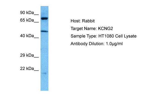 Host: Rabbit Target Name: KCNG2 Sample Tissue: Human HT1080 Whole Cell lysates Antibody Dilution: 1ug/ml