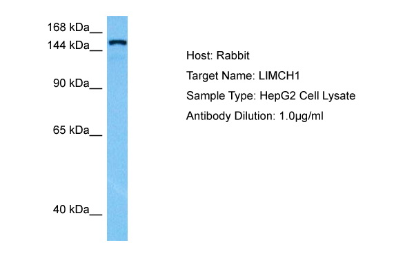Host: Rabbit Target Name: LIMCH1 Sample Tissue: Human HepG2 Whole Cell lysates Antibody Dilution: 1ug/ml