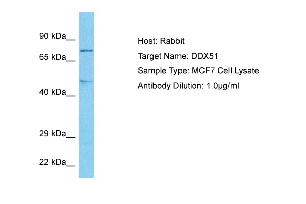 Host: Rabbit Target Name: DDX51 Sample Tissue: Human MCF7 Whole Cell lysates Antibody Dilution: 1ug/ml