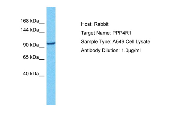 Host: Rabbit Target Name: PPP4R1 Sample Tissue: Human A549 Whole Cell lysates Antibody Dilution: 1ug/ml