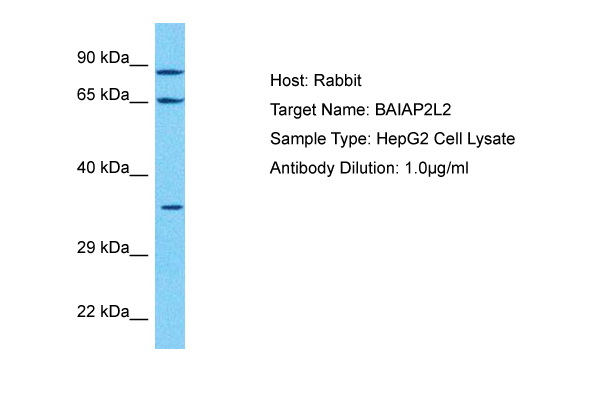 Host: Rabbit Target Name: BAIAP2L2 Sample Tissue: Human HepG2 Whole Cell lysates Antibody Dilution: 1ug/ml