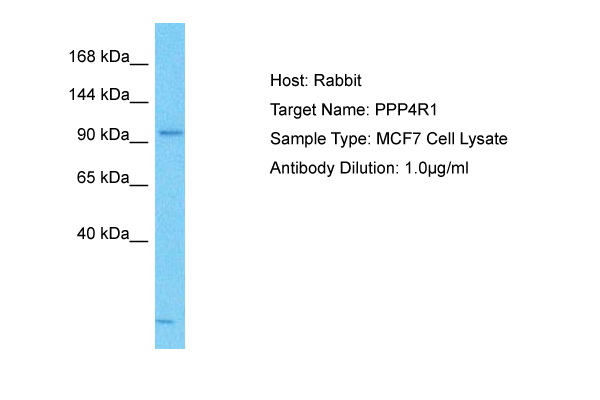 Host: Rabbit Target Name: PPP4R1 Sample Tissue: Human MCF7 Whole Cell lysates Antibody Dilution: 1ug/ml