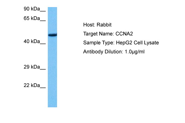 Host: Rabbit Target Name: CCNA2 Sample Tissue: Human HepG2 Whole Cell lysates Antibody Dilution: 1ug/ml