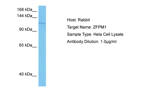 Host: Rabbit Target Name: ZFPM1 Sample Tissue: Human Hela Whole Cell lysates Antibody Dilution: 1ug/ml